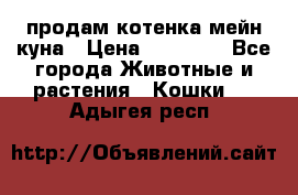 продам котенка мейн-куна › Цена ­ 35 000 - Все города Животные и растения » Кошки   . Адыгея респ.